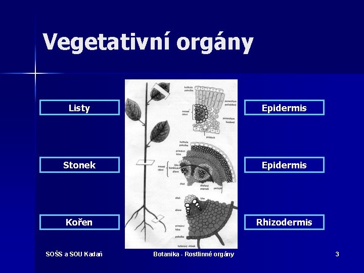 Vegetativní orgány Listy Epidermis Stonek Epidermis Kořen Rhizodermis SOŠS a SOU Kadaň Botanika -