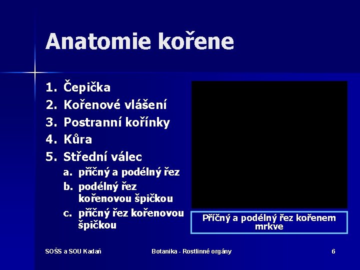 Anatomie kořene 1. 2. 3. 4. 5. Čepička Kořenové vlášení Postranní kořínky Kůra Střední