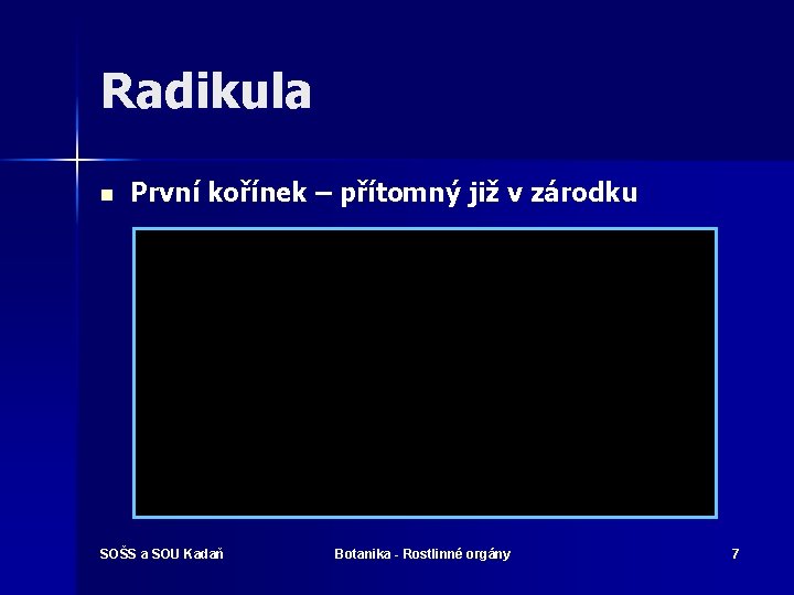 Radikula n První kořínek – přítomný již v zárodku SOŠS a SOU Kadaň Botanika