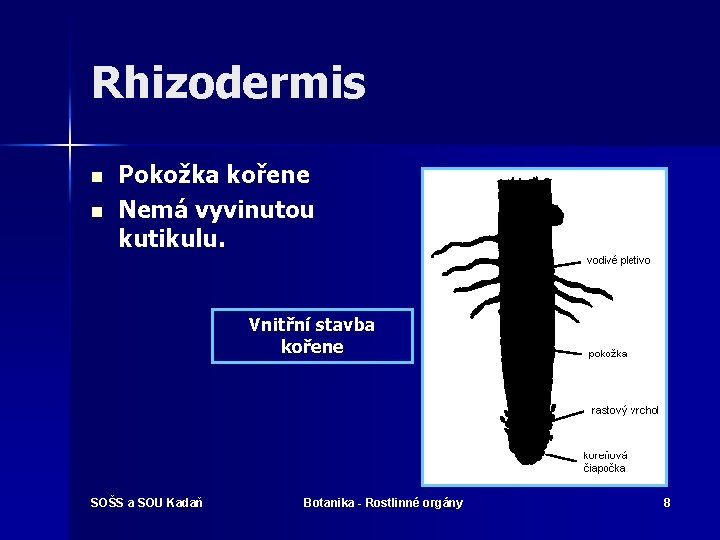 Rhizodermis n n Pokožka kořene Nemá vyvinutou kutikulu. Vnitřní stavba kořene SOŠS a SOU