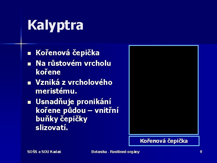 Kalyptra n n Kořenová čepička Na růstovém vrcholu kořene Vzniká z vrcholového meristému. Usnadňuje