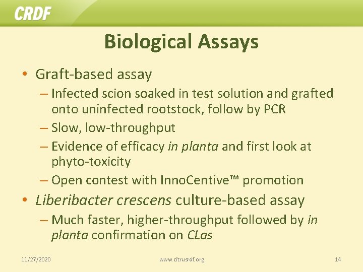 Biological Assays • Graft-based assay – Infected scion soaked in test solution and grafted