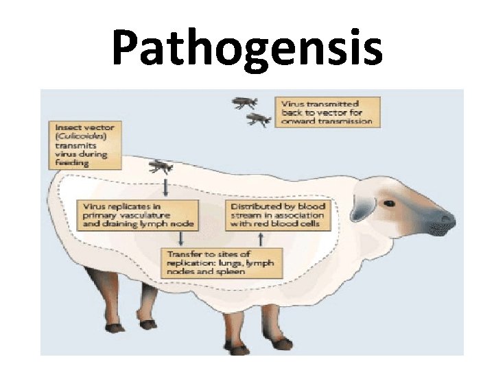 Pathogensis 