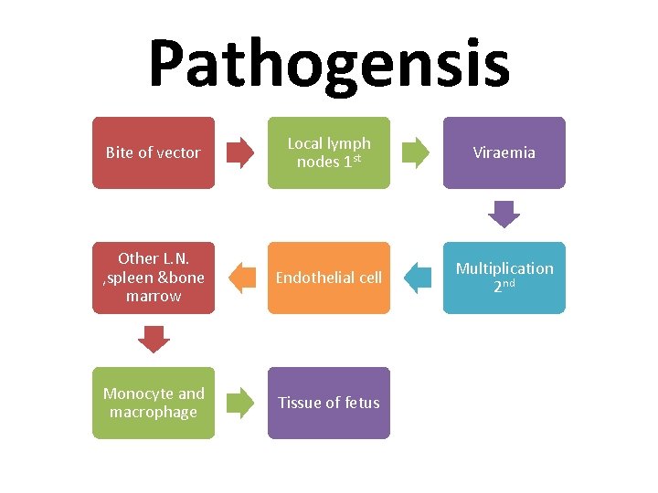 Pathogensis Bite of vector Local lymph nodes 1 st Viraemia Other L. N. ,