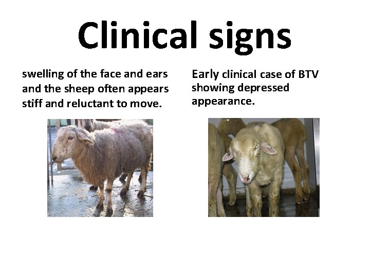 Clinical signs swelling of the face and ears and the sheep often appears stiff