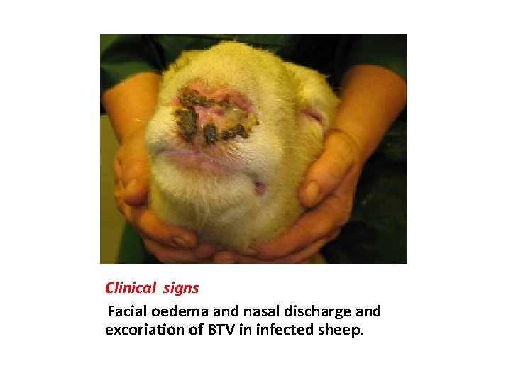 Clinical signs Facial oedema and nasal discharge and excoriation of BTV in infected sheep.