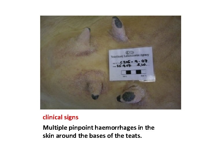 clinical signs Multiple pinpoint haemorrhages in the skin around the bases of the teats.