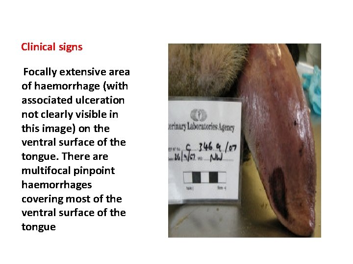 Clinical signs Focally extensive area of haemorrhage (with associated ulceration not clearly visible in