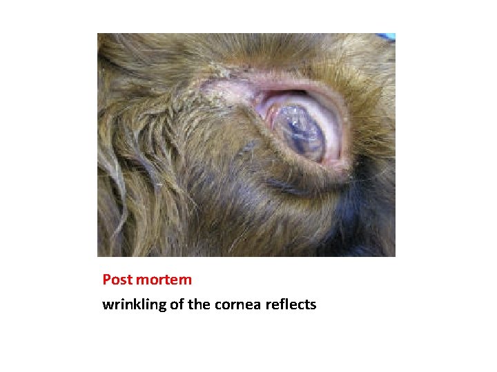 Post mortem wrinkling of the cornea reflects 