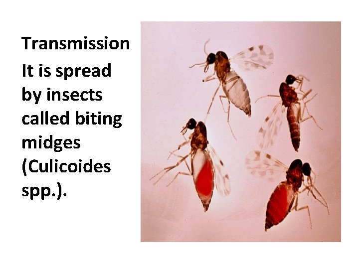 Transmission It is spread by insects called biting midges (Culicoides spp. ). 