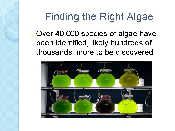 Finding the Right Algae �Over 40, 000 species of algae have been identified, likely