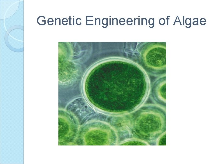Genetic Engineering of Algae 