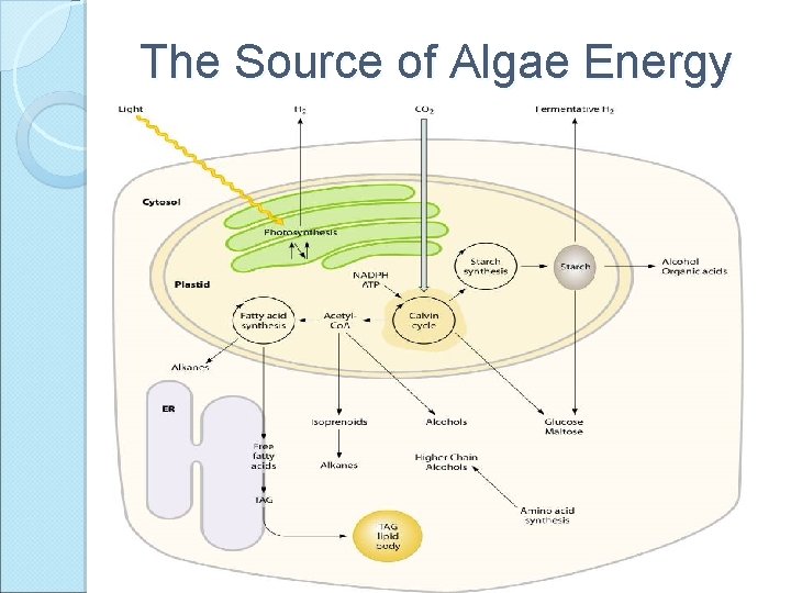 The Source of Algae Energy 