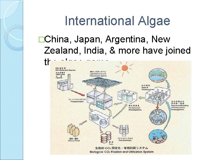 International Algae �China, Japan, Argentina, New Zealand, India, & more have joined the algae