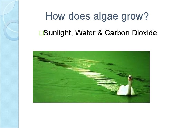 How does algae grow? �Sunlight, Water & Carbon Dioxide 