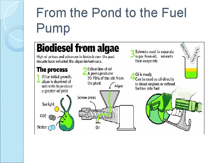 From the Pond to the Fuel Pump 