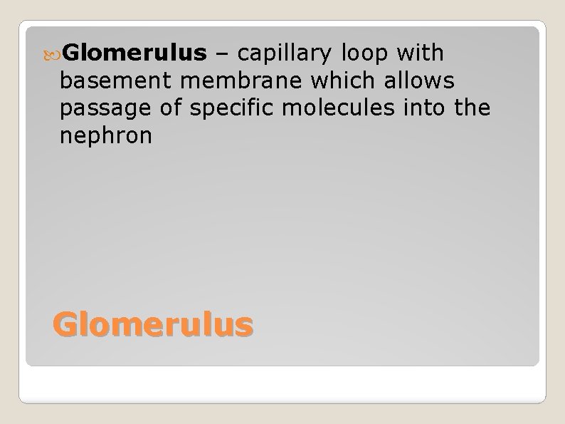  Glomerulus – capillary loop with basement membrane which allows passage of specific molecules