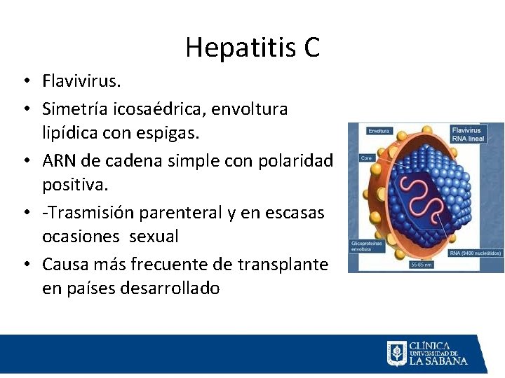 Hepatitis C • Flavivirus. • Simetría icosaédrica, envoltura lipídica con espigas. • ARN de