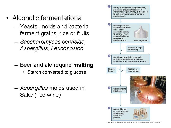  • Alcoholic fermentations – Yeasts, molds and bacteria ferment grains, rice or fruits
