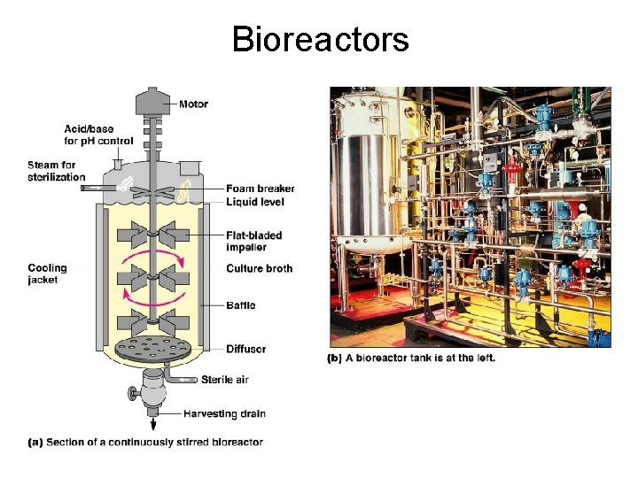 Bioreactors 