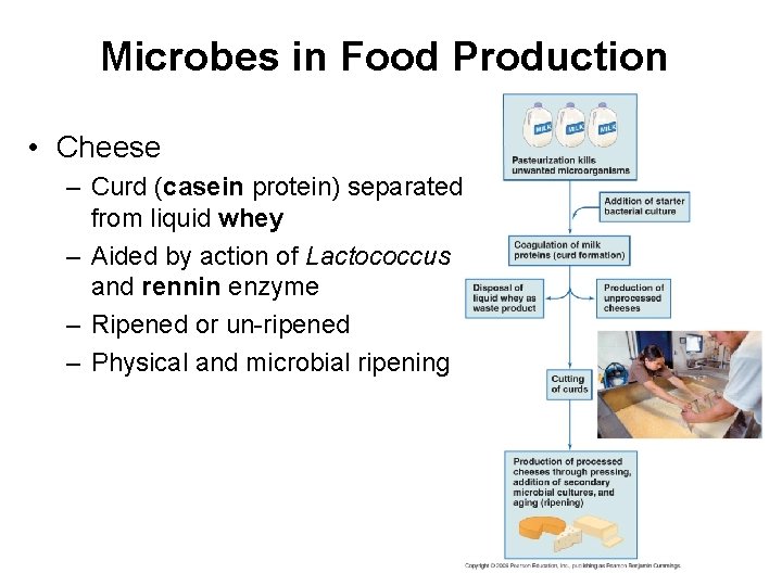 Microbes in Food Production • Cheese – Curd (casein protein) separated from liquid whey
