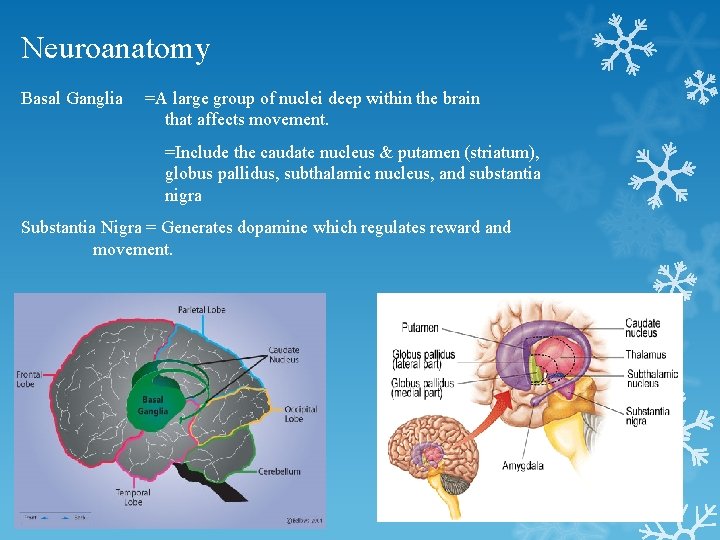 Neuroanatomy Basal Ganglia =A large group of nuclei deep within the brain that affects Neuroanatomy Basal Ganglia =A large group of nuclei deep within the brain that affects