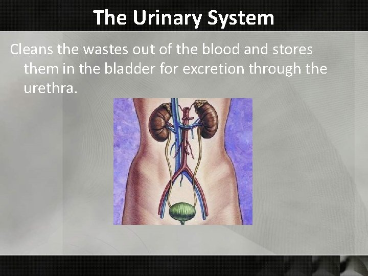 The Urinary System Cleans the wastes out of the blood and stores them in