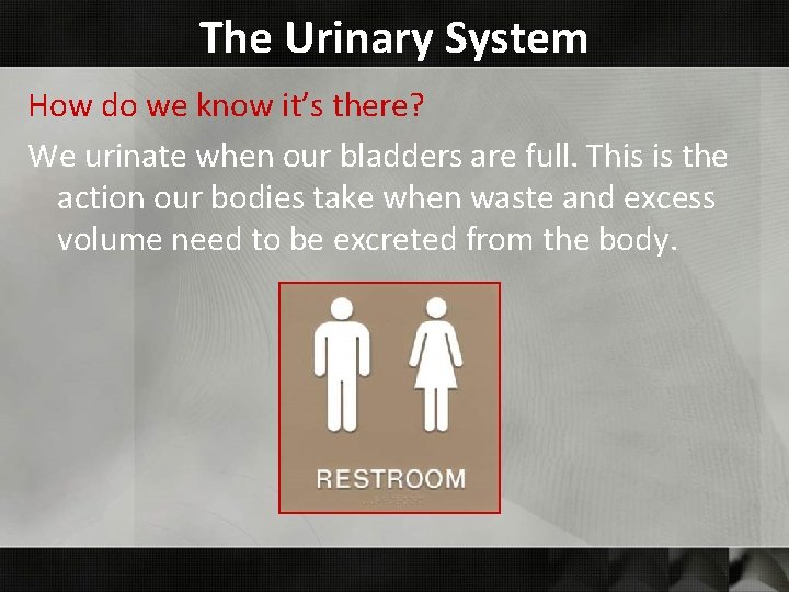 The Urinary System How do we know it’s there? We urinate when our bladders