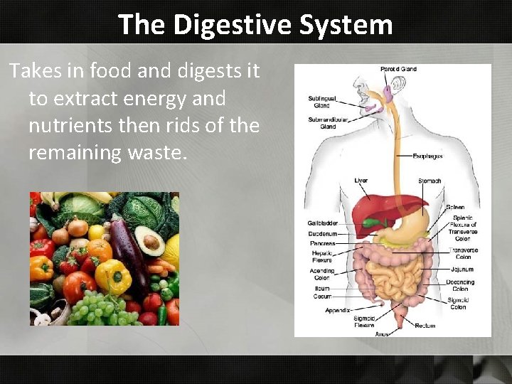 The Digestive System Takes in food and digests it to extract energy and nutrients