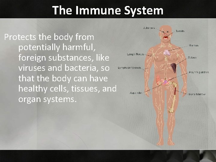 The Immune System Protects the body from potentially harmful, foreign substances, like viruses and