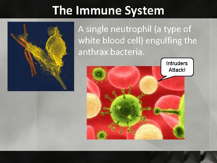 The Immune System A single neutrophil (a type of white blood cell) engulfing the