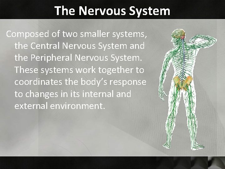The Nervous System Composed of two smaller systems, the Central Nervous System and the The Nervous System Composed of two smaller systems, the Central Nervous System and the