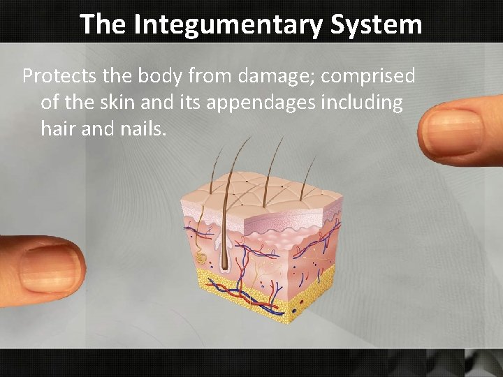 The Integumentary System Protects the body from damage; comprised of the skin and its
