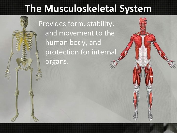 The Musculoskeletal System Provides form, stability, and movement to the human body, and protection
