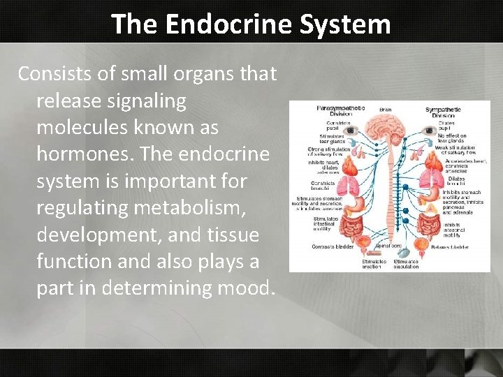 The Endocrine System Consists of small organs that release signaling molecules known as hormones.