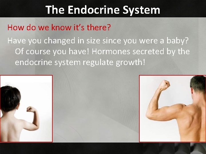 The Endocrine System How do we know it’s there? Have you changed in size The Endocrine System How do we know it’s there? Have you changed in size