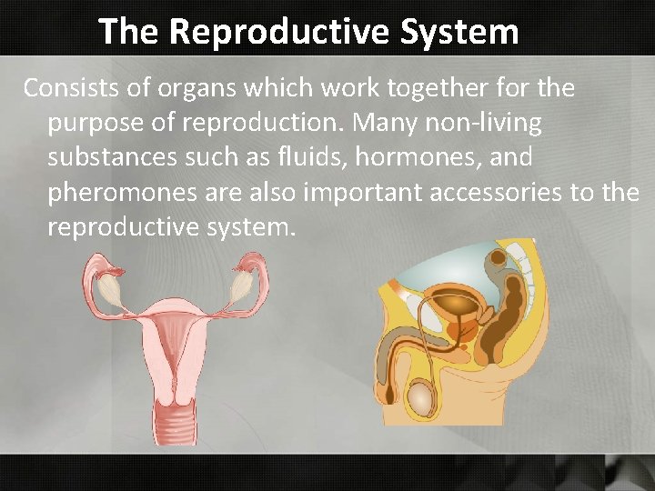 The Reproductive System Consists of organs which work together for the purpose of reproduction. The Reproductive System Consists of organs which work together for the purpose of reproduction.