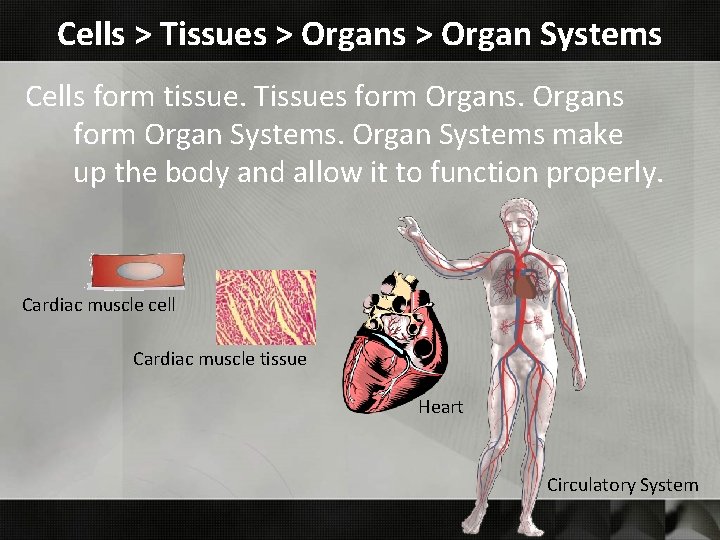 Cells > Tissues > Organ Systems Cells form tissue. Tissues form Organs form Organ