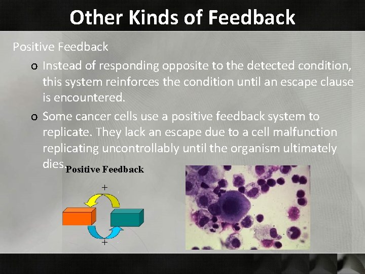 Other Kinds of Feedback Positive Feedback o Instead of responding opposite to the detected