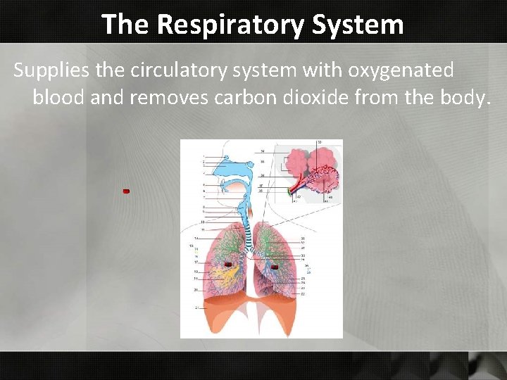 The Respiratory System Supplies the circulatory system with oxygenated blood and removes carbon dioxide