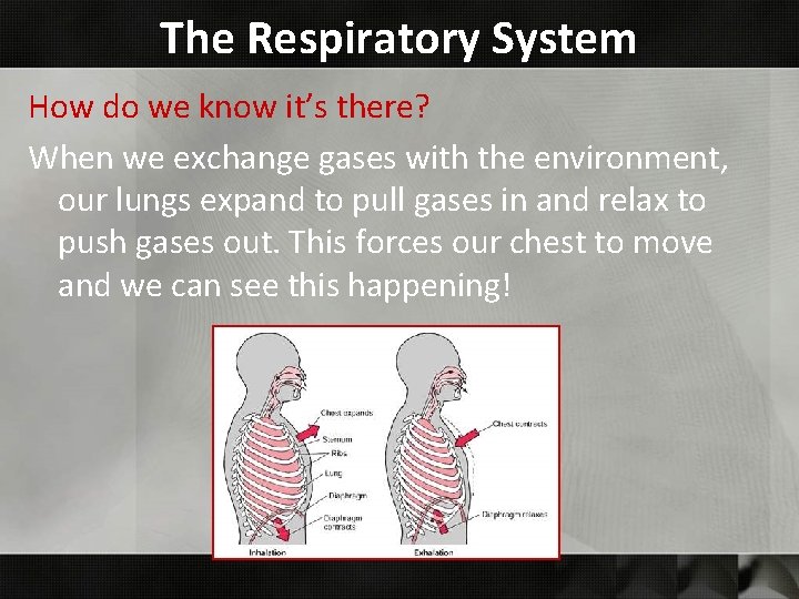 The Respiratory System How do we know it’s there? When we exchange gases with
