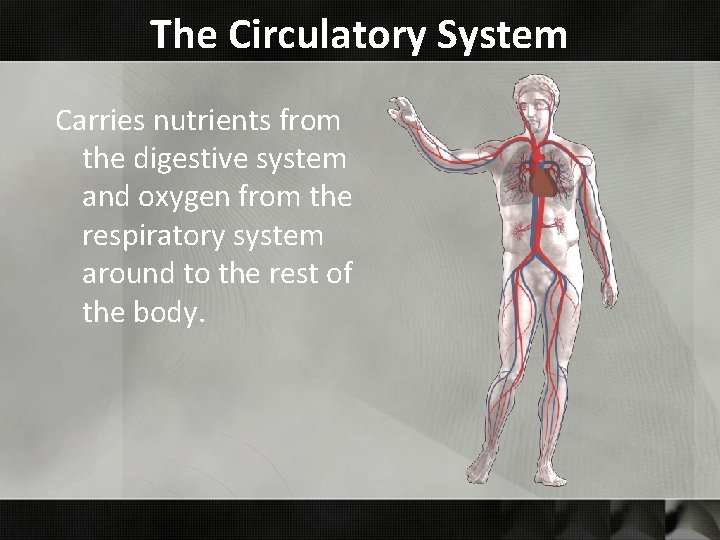 The Circulatory System Carries nutrients from the digestive system and oxygen from the respiratory The Circulatory System Carries nutrients from the digestive system and oxygen from the respiratory