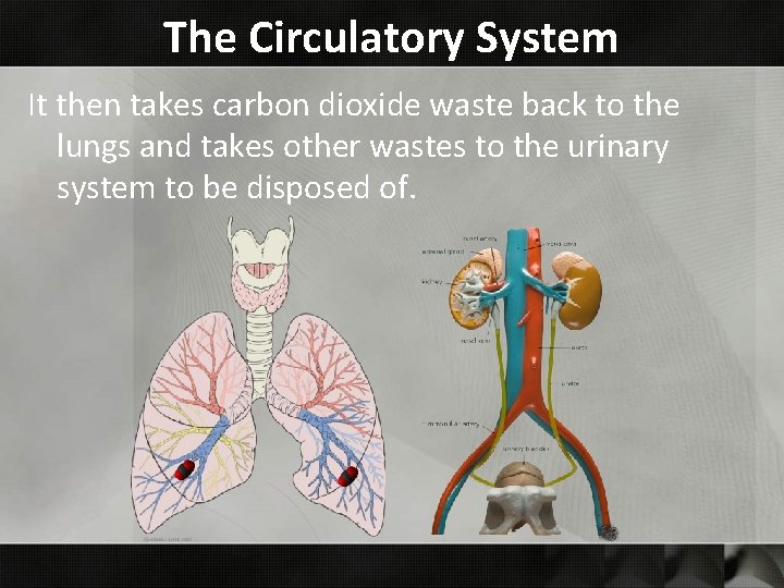 The Circulatory System It then takes carbon dioxide waste back to the lungs and