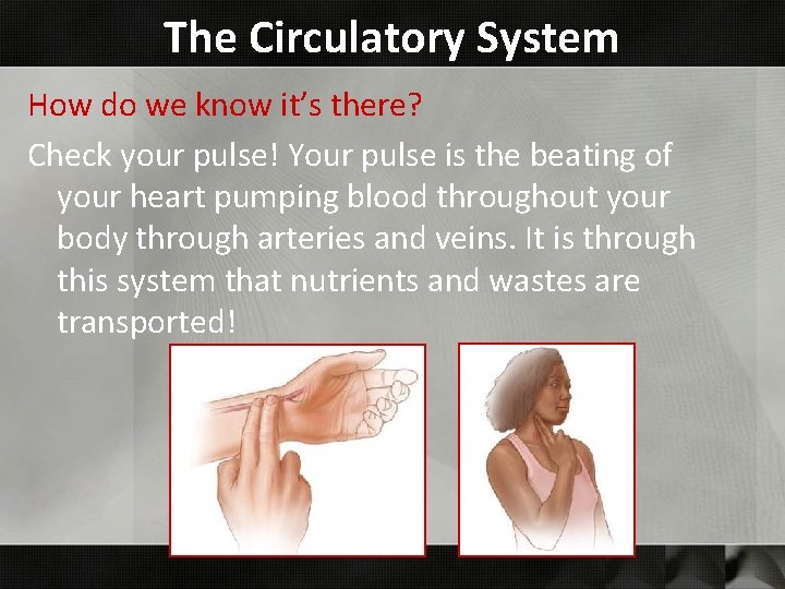 The Circulatory System How do we know it’s there? Check your pulse! Your pulse The Circulatory System How do we know it’s there? Check your pulse! Your pulse