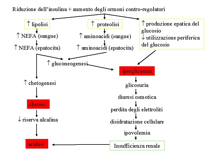 Riduzione dell’insulina + aumento degli ormoni contro-regolatori lipolisi proteolisi NEFA (sangue) aminoacidi (sangue) NEFA