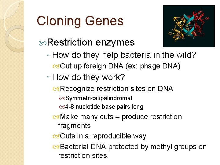 Cloning Genes Restriction enzymes ◦ How do they help bacteria in the wild? Cut