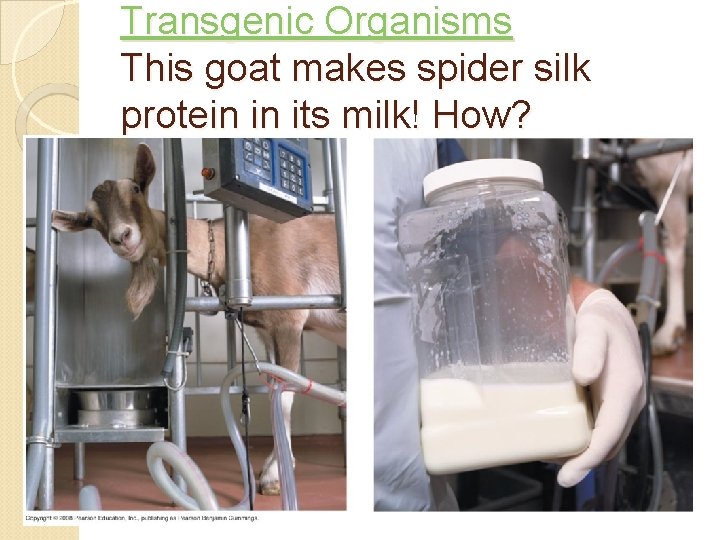 Transgenic Organisms This goat makes spider silk protein in its milk! How? 