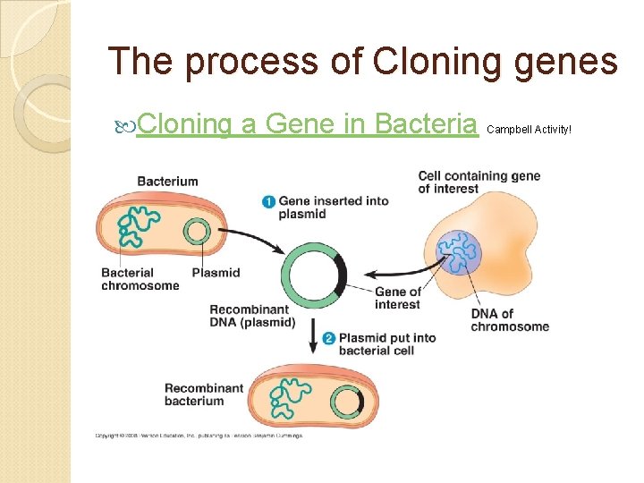 The process of Cloning genes Cloning a Gene in Bacteria Campbell Activity! 