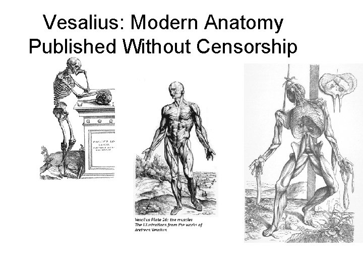 Vesalius: Modern Anatomy Published Without Censorship 