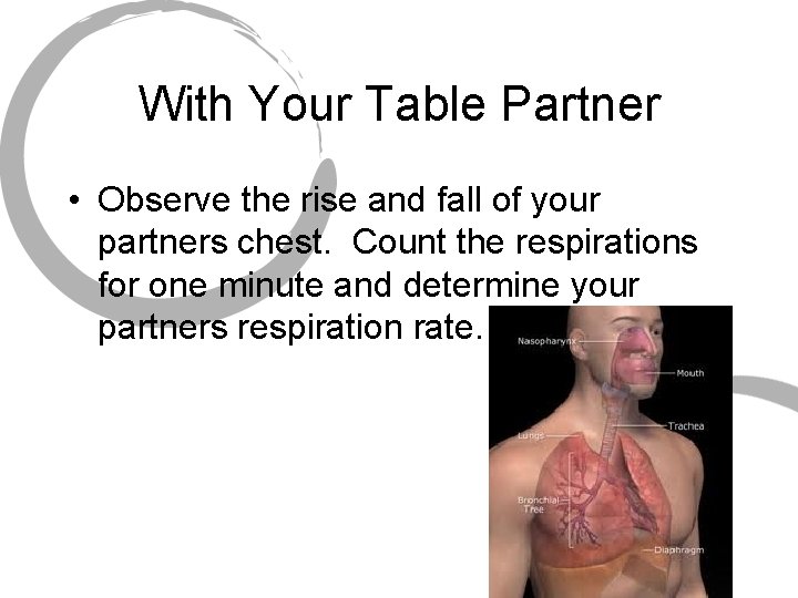 With Your Table Partner • Observe the rise and fall of your partners chest.